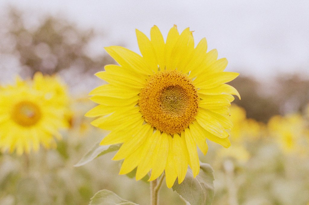 Sunflowers on expired Kodak&nbsp;Colorplus